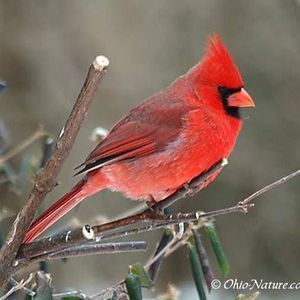 Meet your Posher, Lana